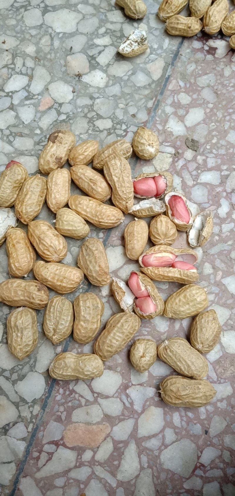 小白沙上市，罗汉果上市，质量饱满，