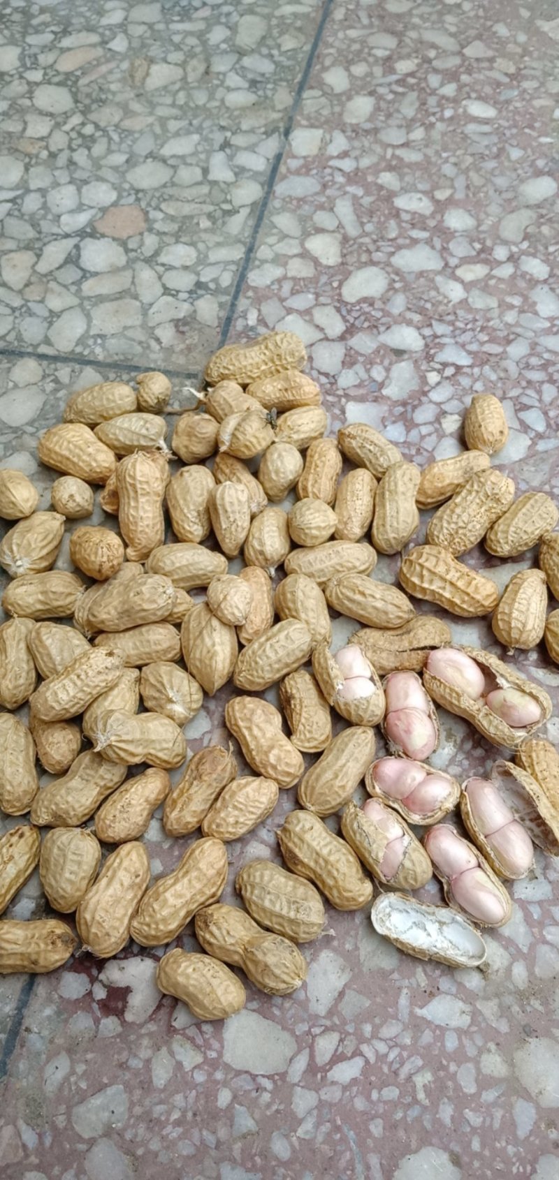 小白沙上市，罗汉果上市，质量饱满，
