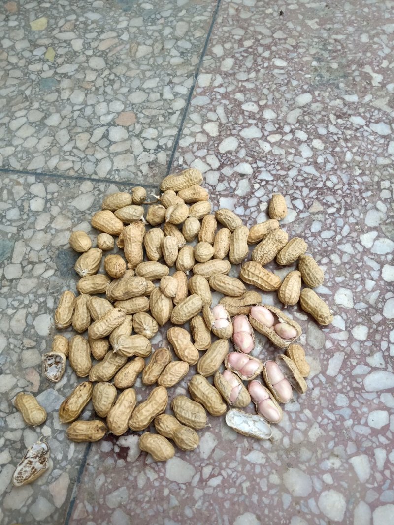 小白沙上市，罗汉果上市，质量饱满，