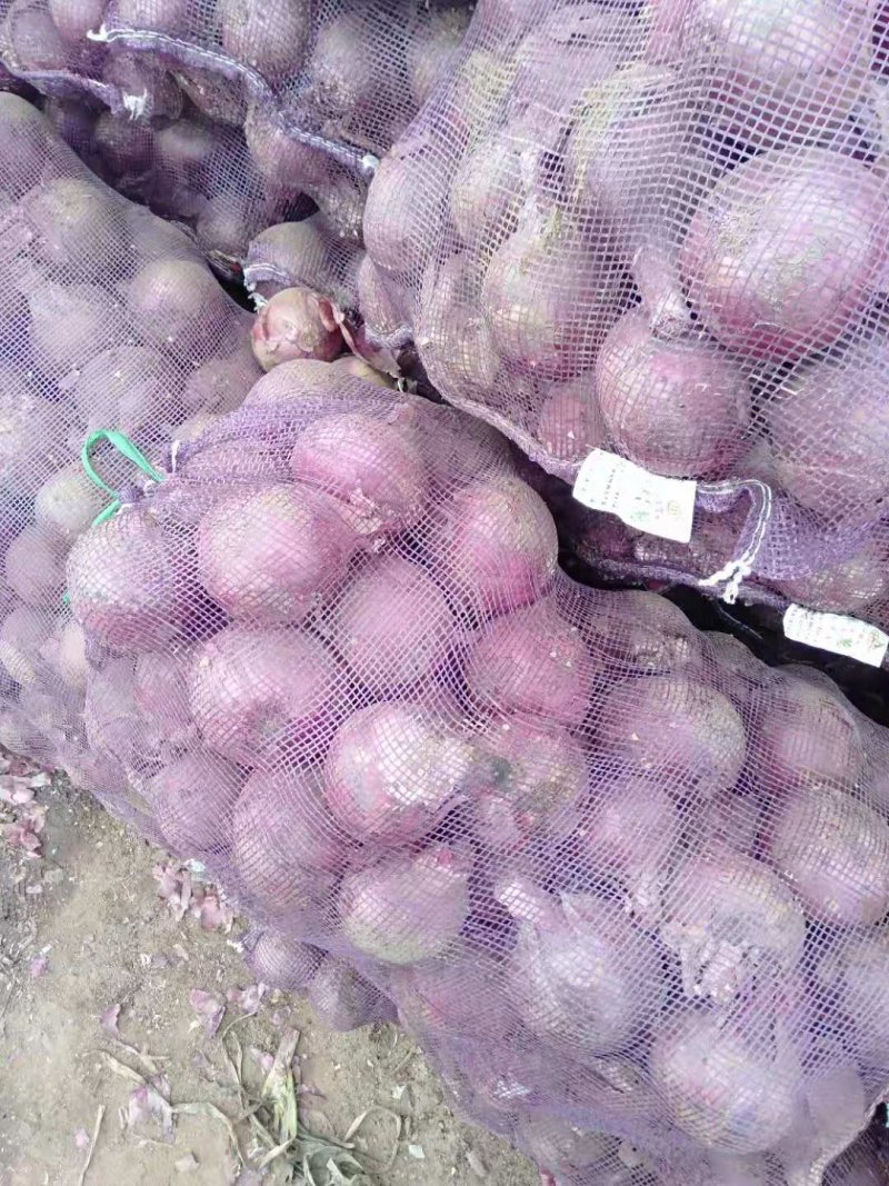 凌海洋葱大量上市基地