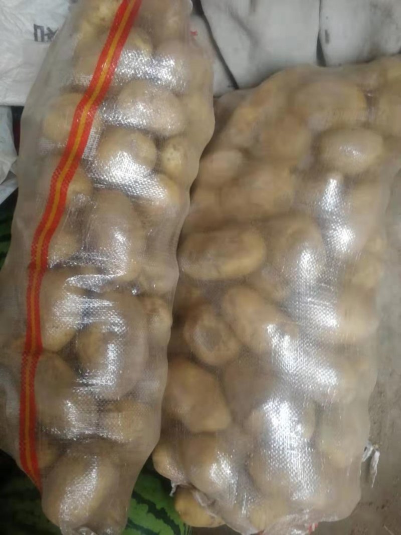 荷兰十五土豆个大皮薄3俩起步