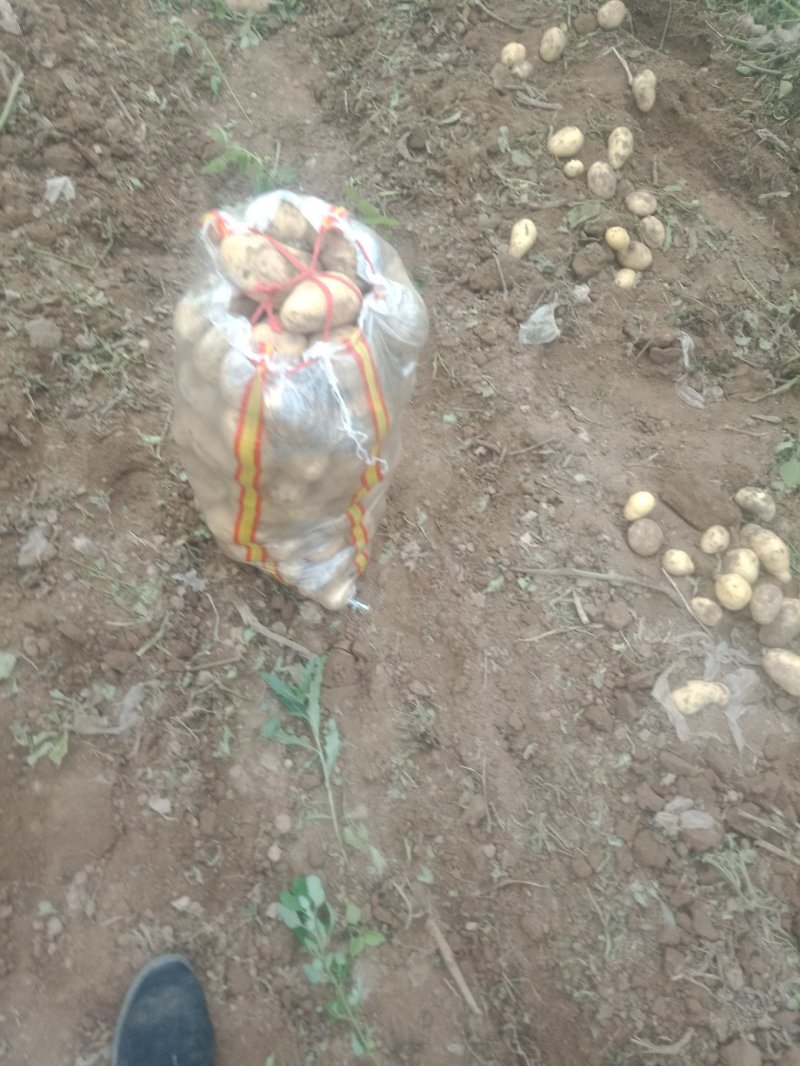 荷兰十五土豆个大皮薄3俩起步