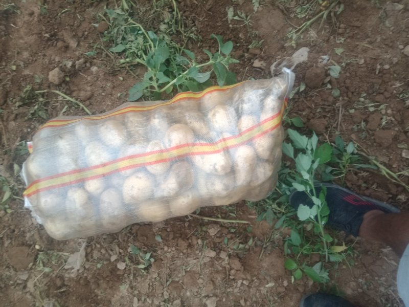 荷兰十五土豆个大皮薄3俩起步