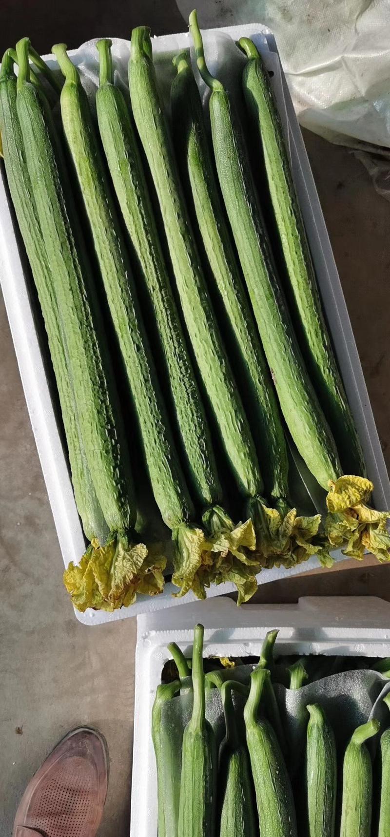 鲜花丝瓜，35匣米以上，新茬瓜，瓜条短，颜色绿
