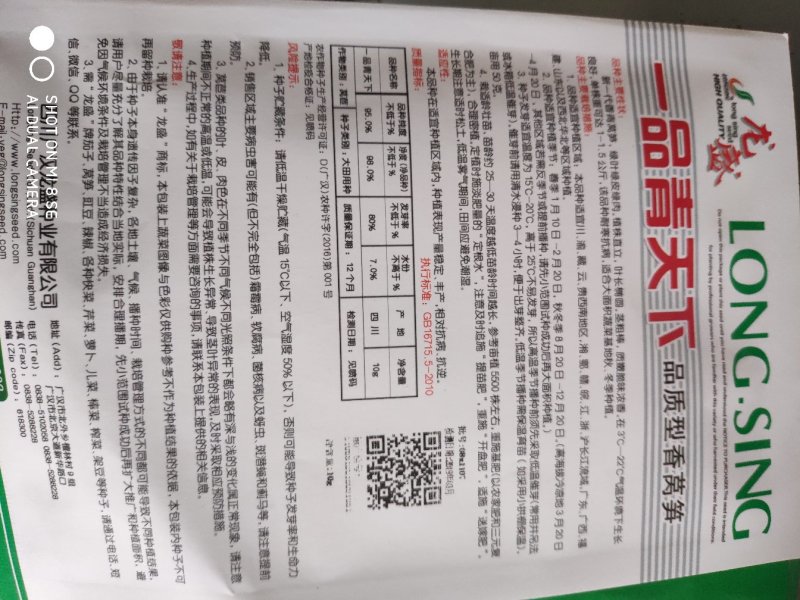 莴笋种子一品青天下香莴笋种子