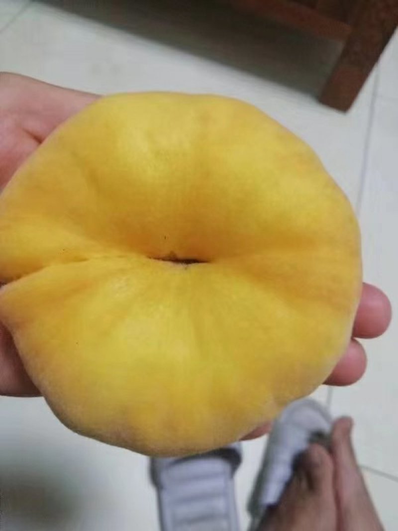 中潘11中蟠13中蟠17黄金毛蟠桃上市了欢迎采购