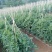 各种蔬菜大量上市