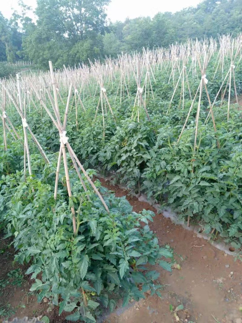 各种蔬菜大量上市