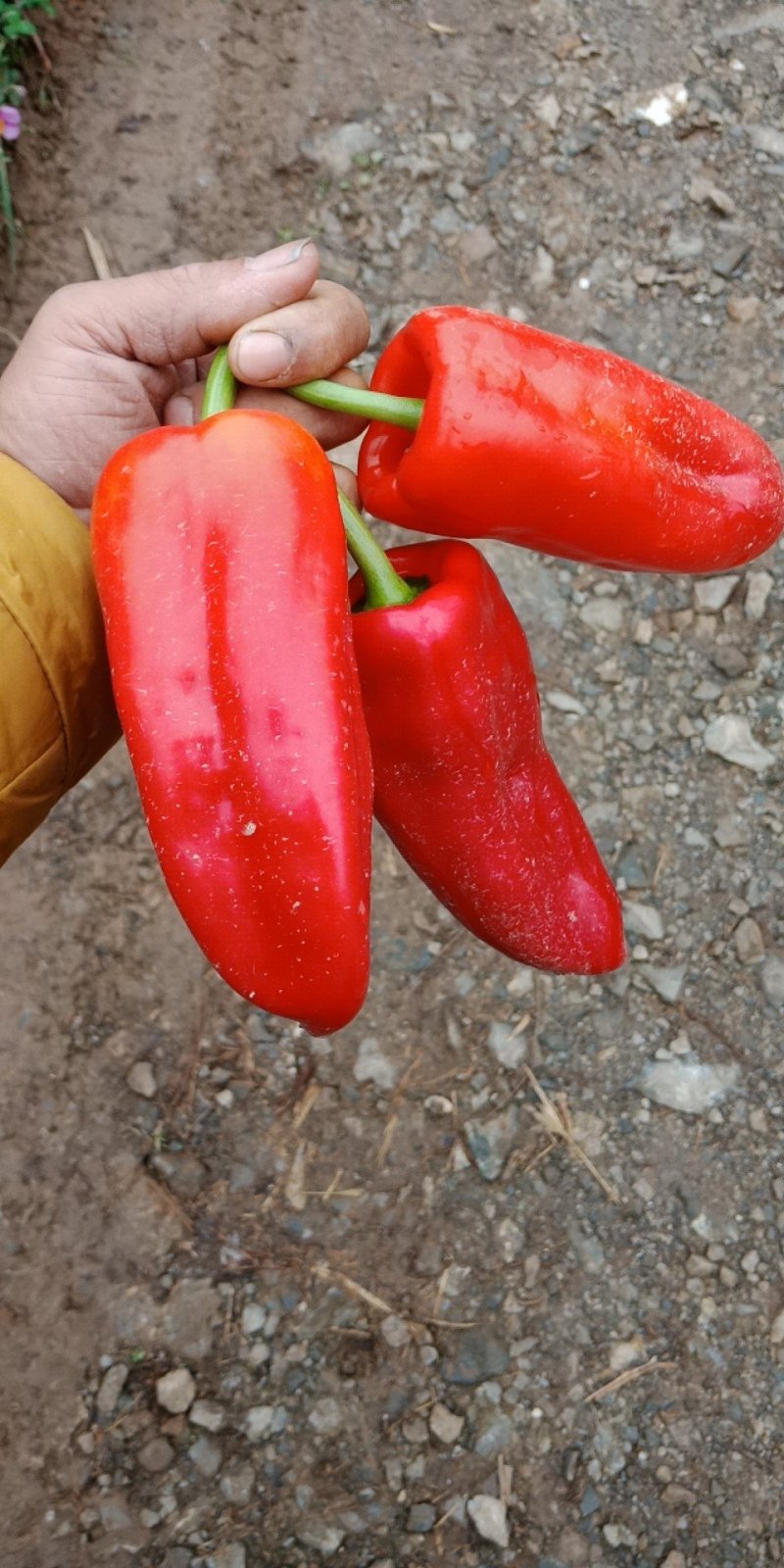 各种蔬菜大量上市