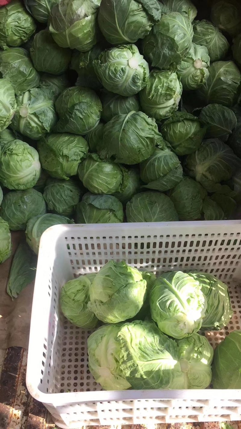 本地优质甘蓝大量上市中欢迎新老客户前来选购