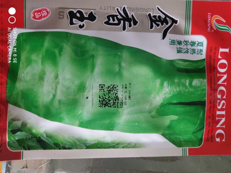 莴笋种子金香玉莴笋种子