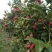 大量出售茶花树，五年以上，有喜欢的联系，
