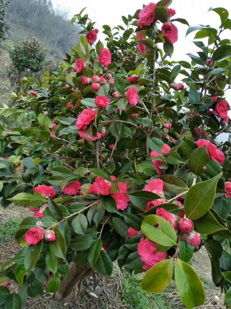 大量出售茶花树，五年以上，有喜欢的联系，