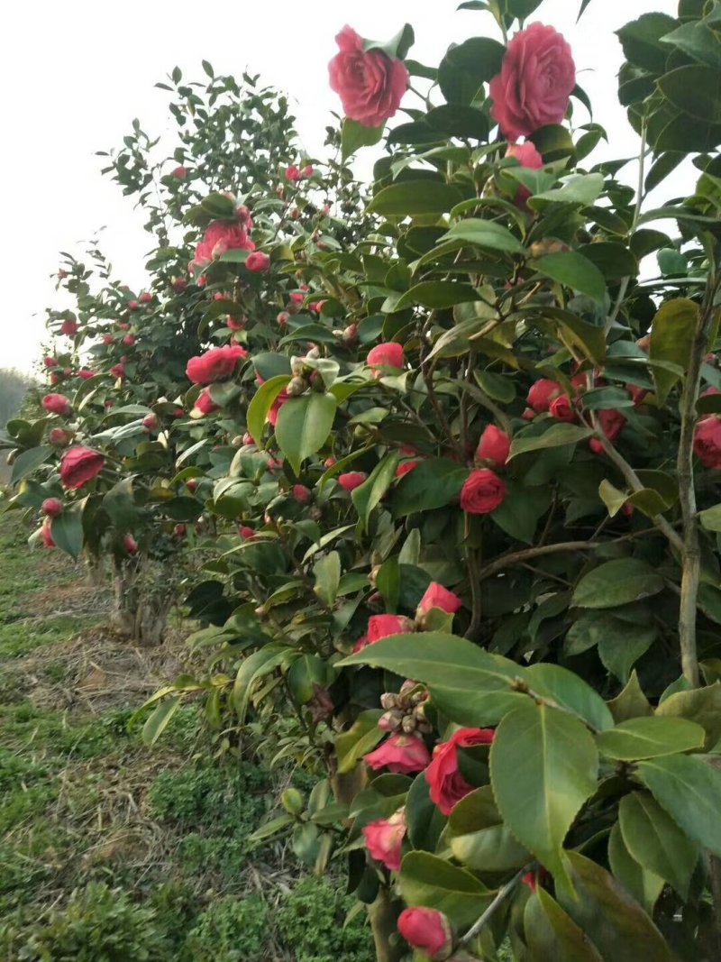 大量出售茶花树，五年以上，有喜欢的联系，