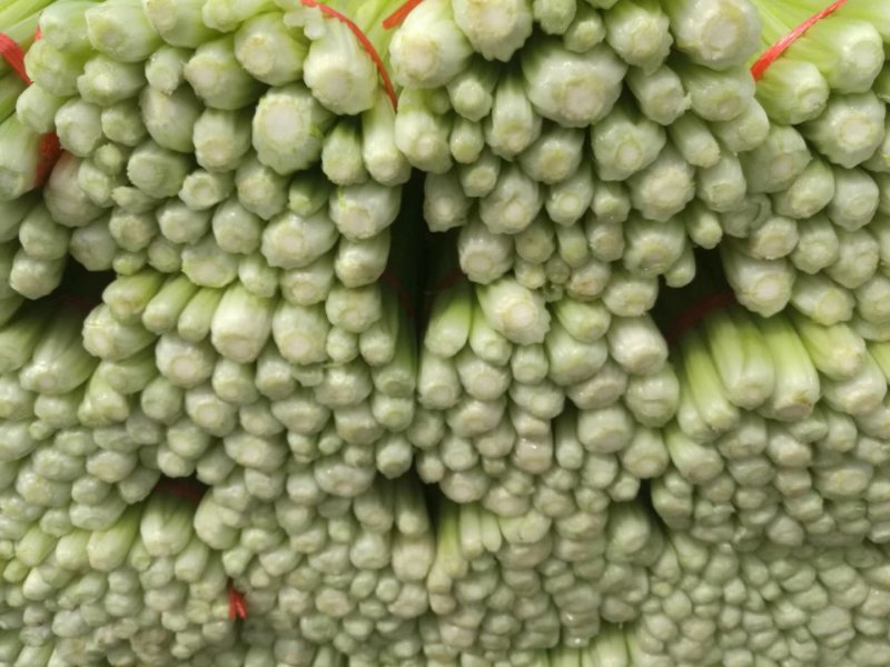 优质文图拉毛芹，，。颜色好口感与好