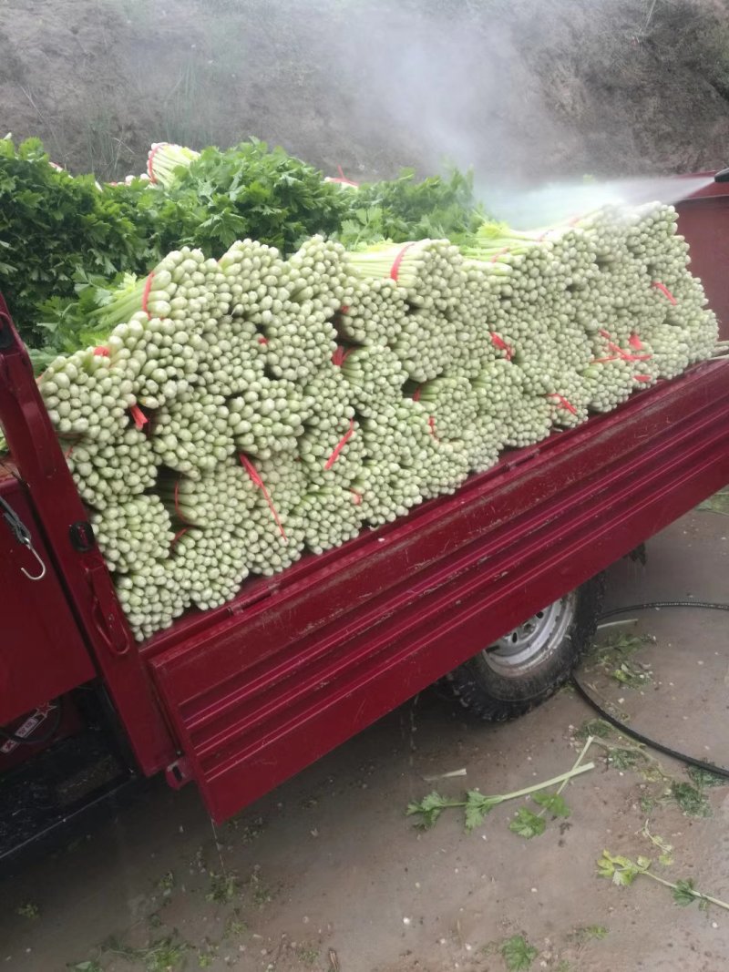 优质文图拉毛芹，，。颜色好口感与好