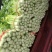 优质文图拉毛芹，，。颜色好口感与好
