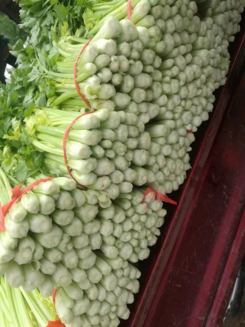优质文图拉毛芹，，。颜色好口感与好