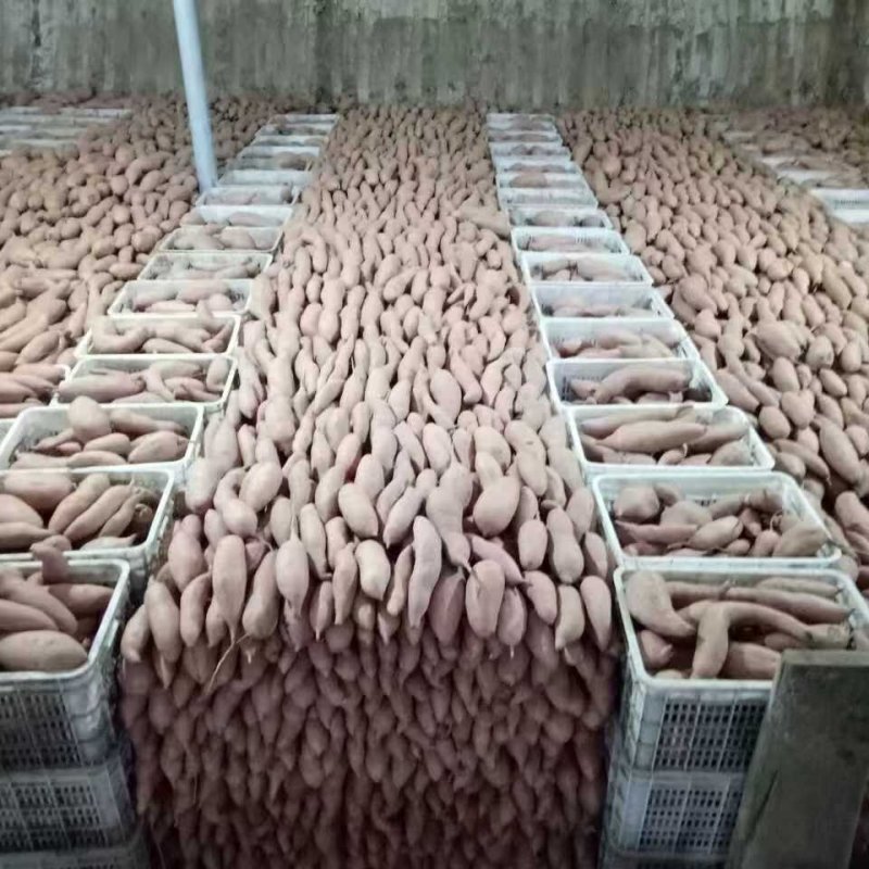 龙薯九号