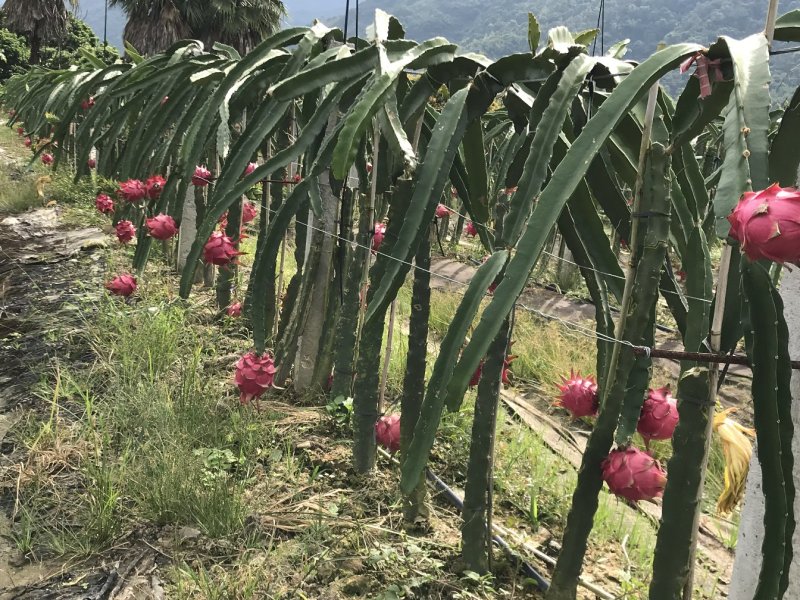 红心火龙果苗当年挂果玫瑰红保成活高产质量保证