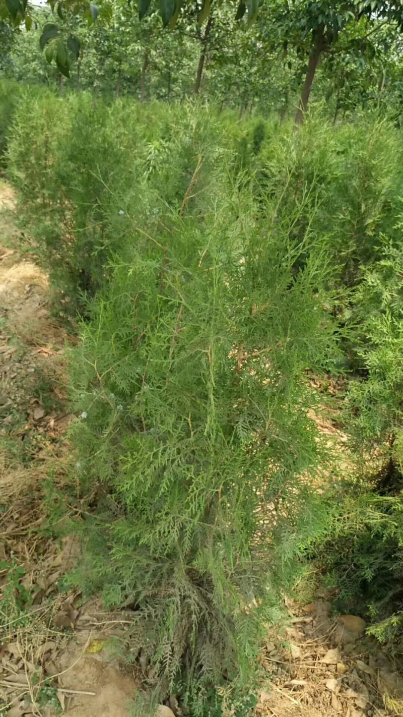 侧柏苗洛根苗营养袋苗营养杯侧柏苗蜀快苗30、2米高苗