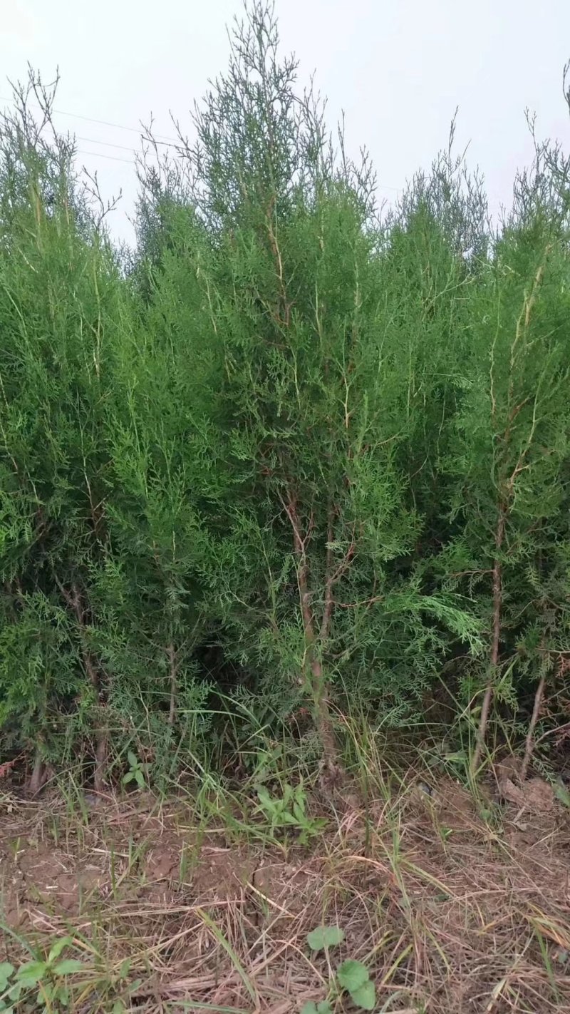 侧柏苗洛根苗营养袋苗营养杯侧柏苗蜀快苗30、2米高苗