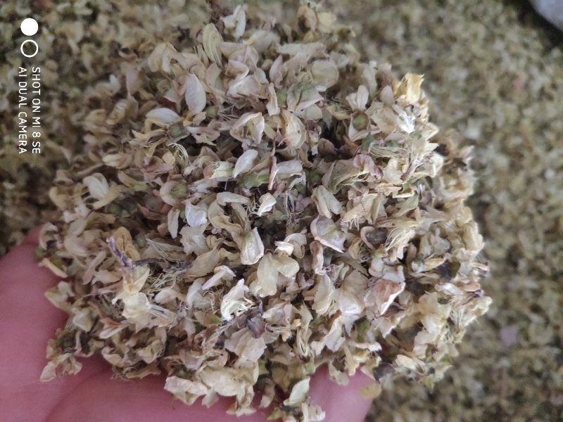 药用槐花质量上乘特价供应