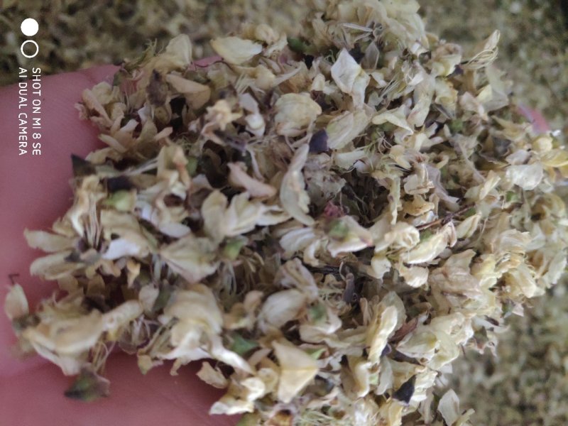药用槐花质量上乘特价供应