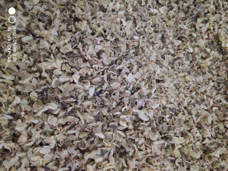 药用槐花质量上乘特价供应