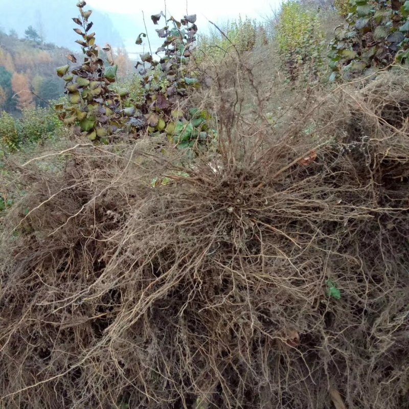 基地直销大果榛子