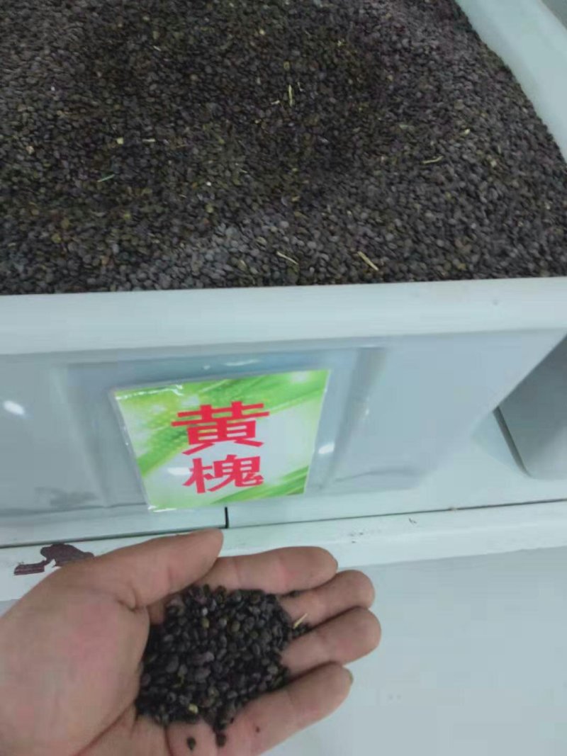 林木种子黄花槐种子别名黄槐金凤树种籽优质园林绿化