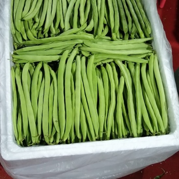四季豆