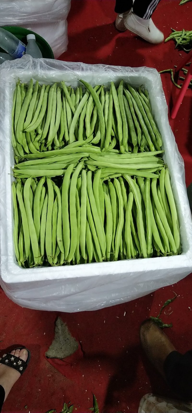 四季豆