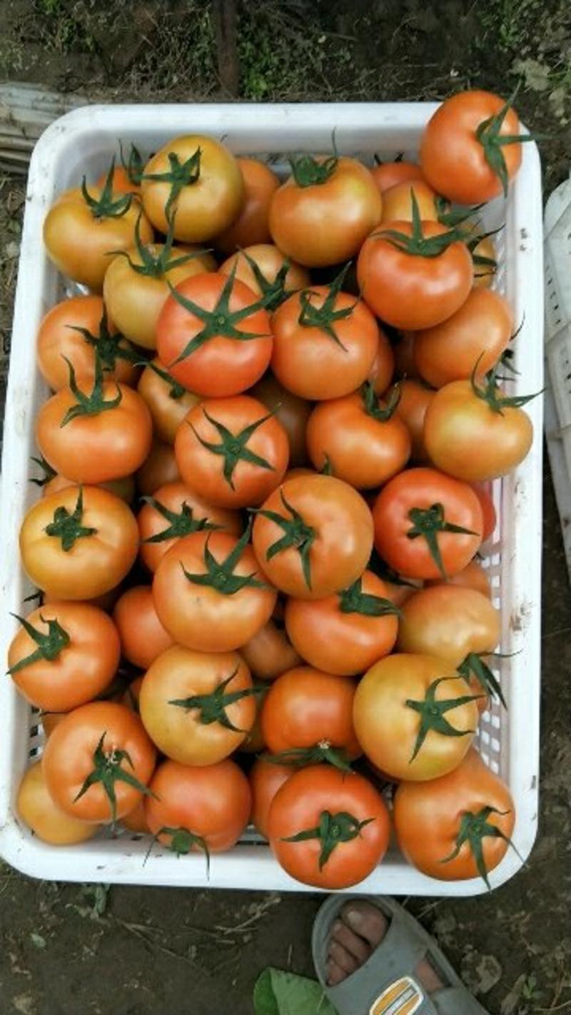 大红西红柿，弧二以上，预售