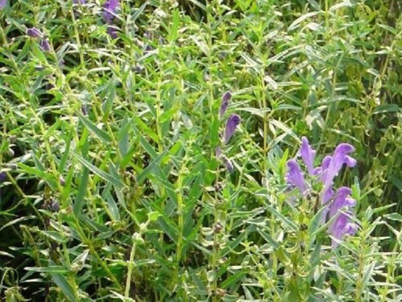 黄芩种子当年新采黄芩籽发芽率95%以上提供种植技术