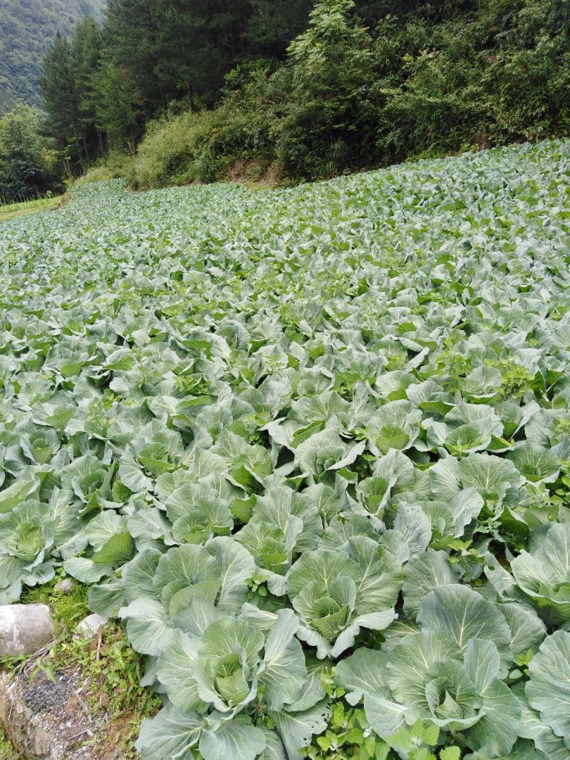 甘蓝