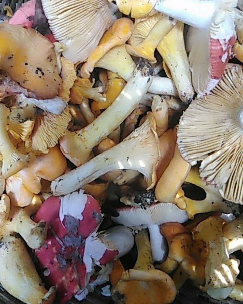 红蘑菇野生秦岭红菌子干货100g农家自采炖肉炒菜红菌子