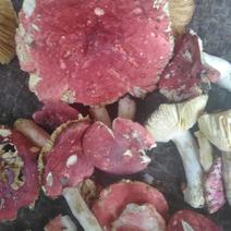 红蘑菇野生秦岭红菌子干货100g农家自采炖肉炒菜红菌子