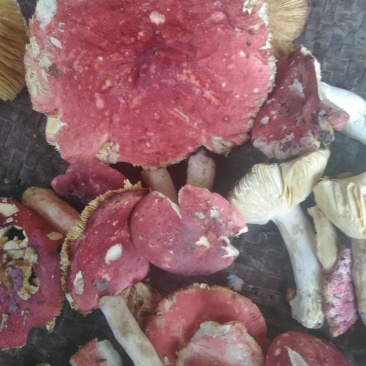 红蘑菇野生秦岭红菌子干货100g农家自采炖肉炒菜红菌子