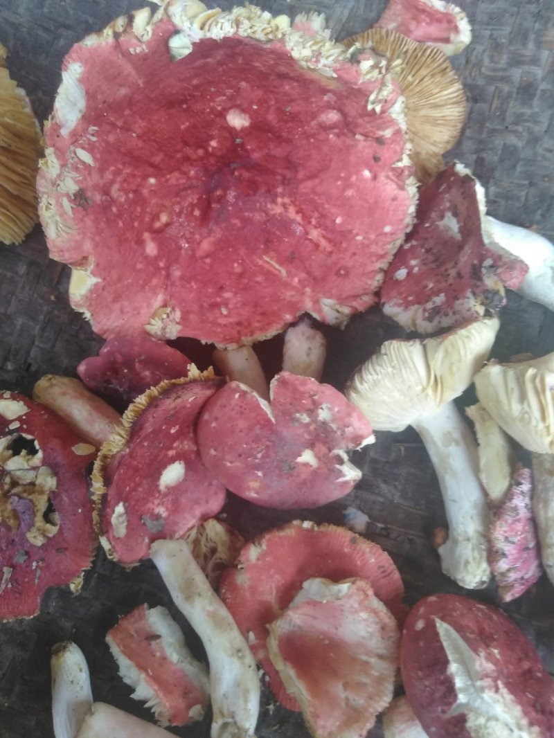 红蘑菇野生秦岭红菌子干货100g农家自采炖肉炒菜红菌子