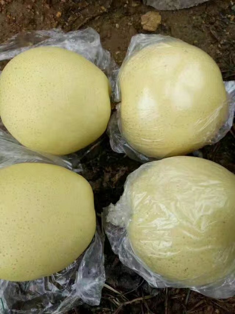 梨上市了品种多多量大口感好个头大可视频看货