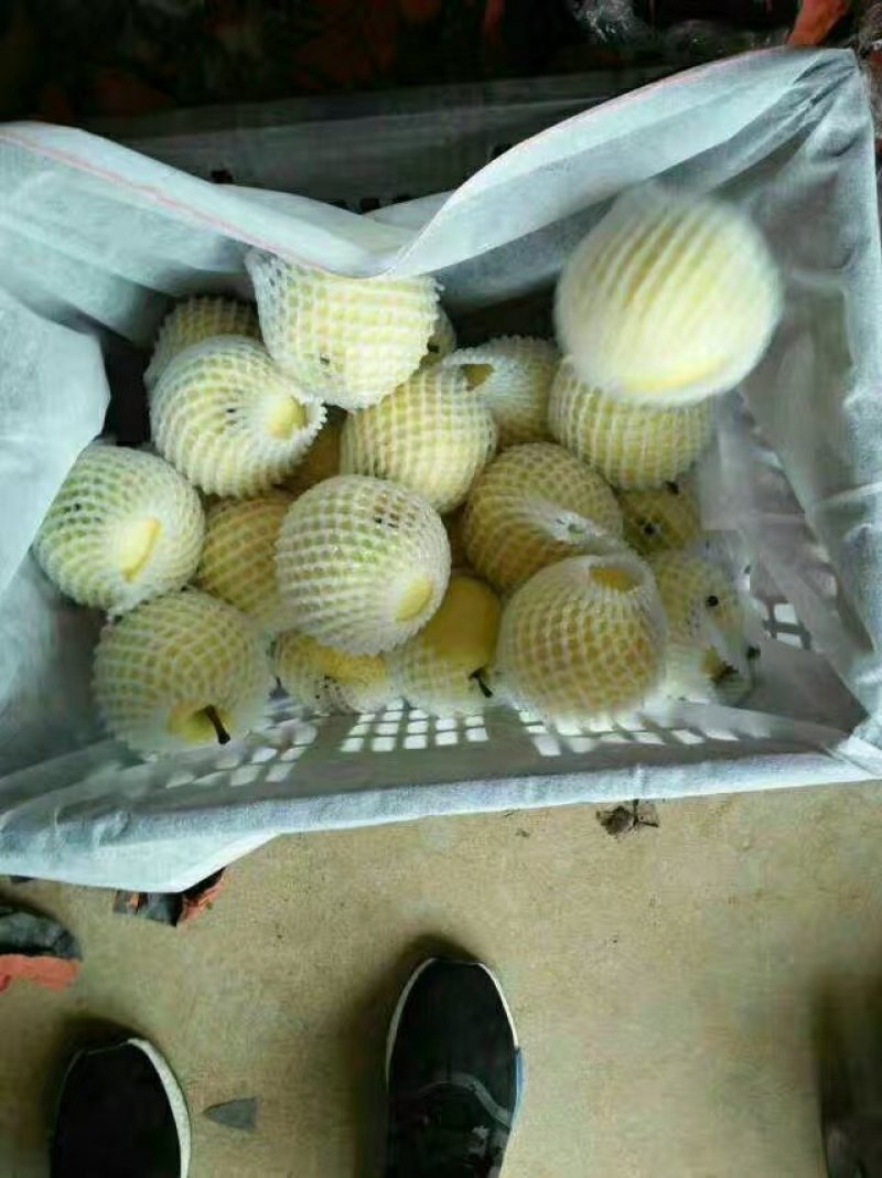 梨上市了品种多多量大口感好个头大可视频看货