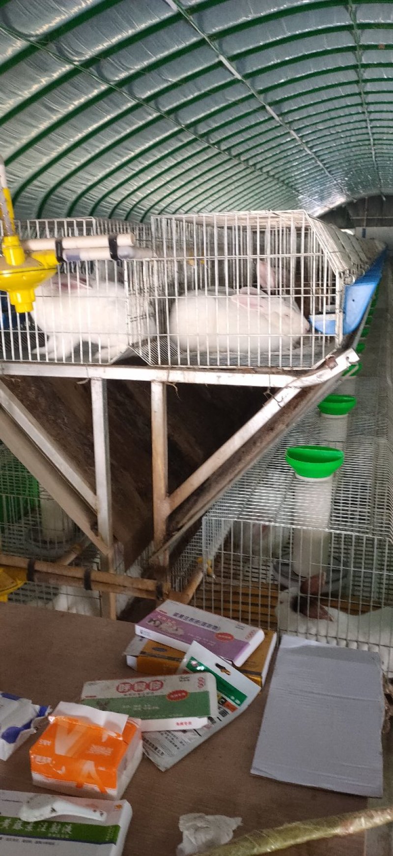 新西兰种兔