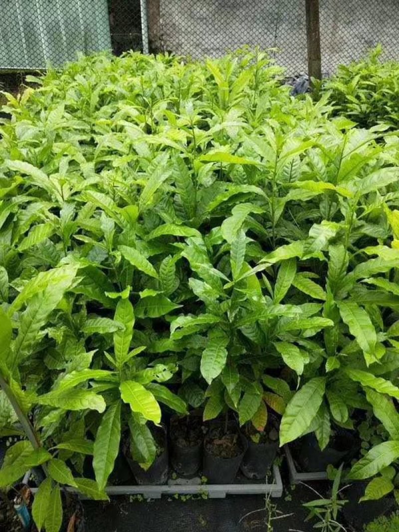 黄晶果苗，新品种，四季挂果。市场潜力很大