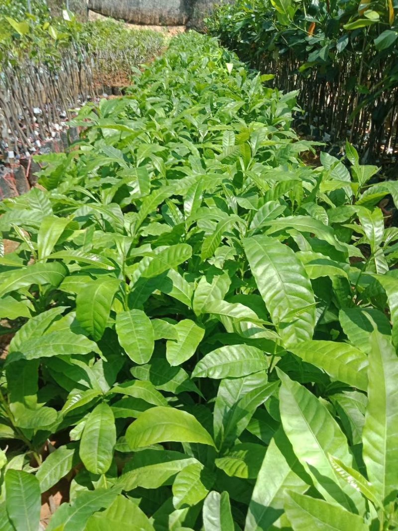 黄晶果苗，新品种，四季挂果。市场潜力很大