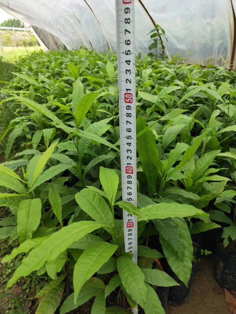 黄晶果苗，新品种，四季挂果。市场潜力很大