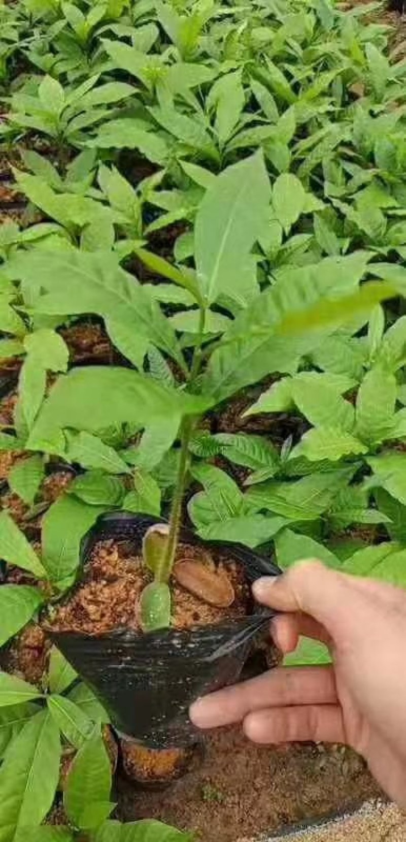 黄晶果苗，新品种，四季挂果。市场潜力很大
