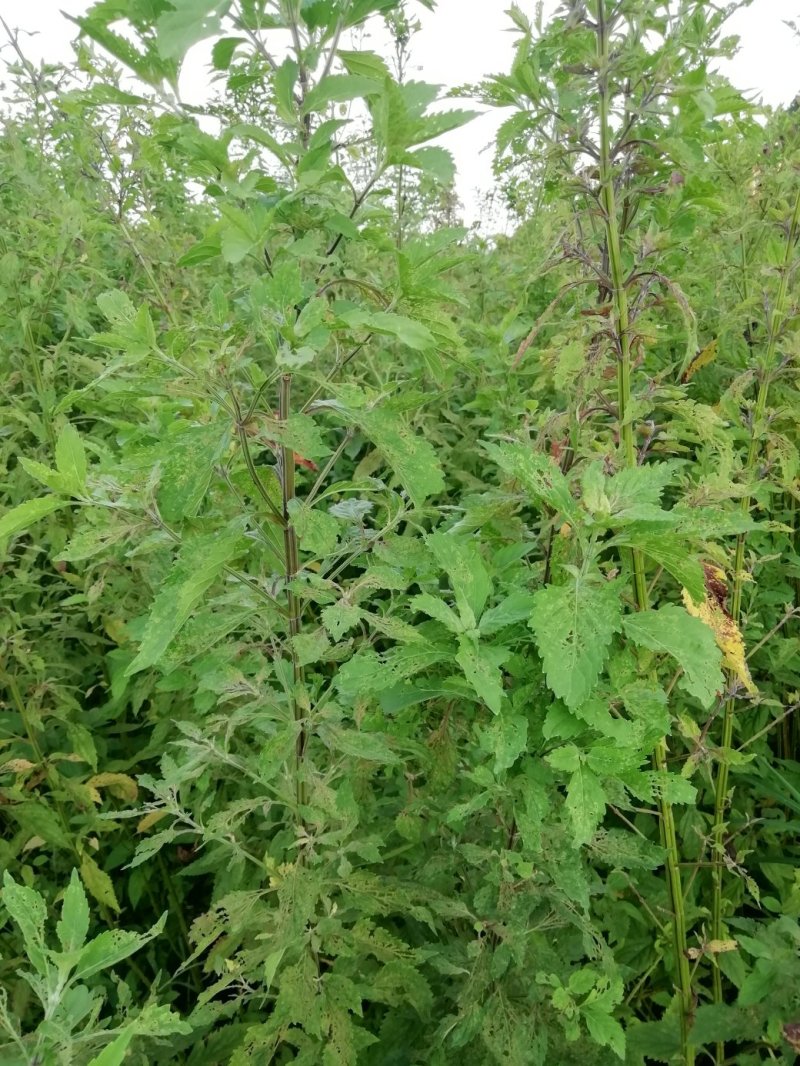 溪黄草