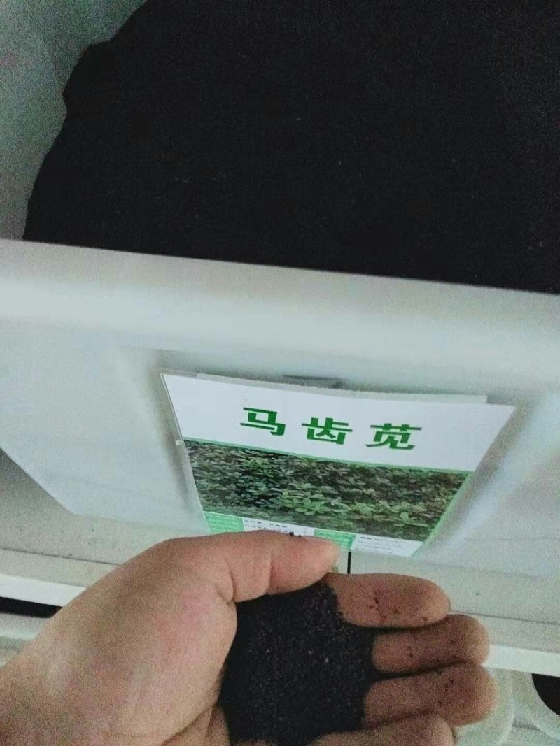 野生蔬菜种子食用马齿苋种子马苋菜野菜种子