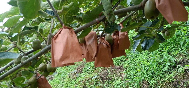 红阳猕猴桃，口感好，